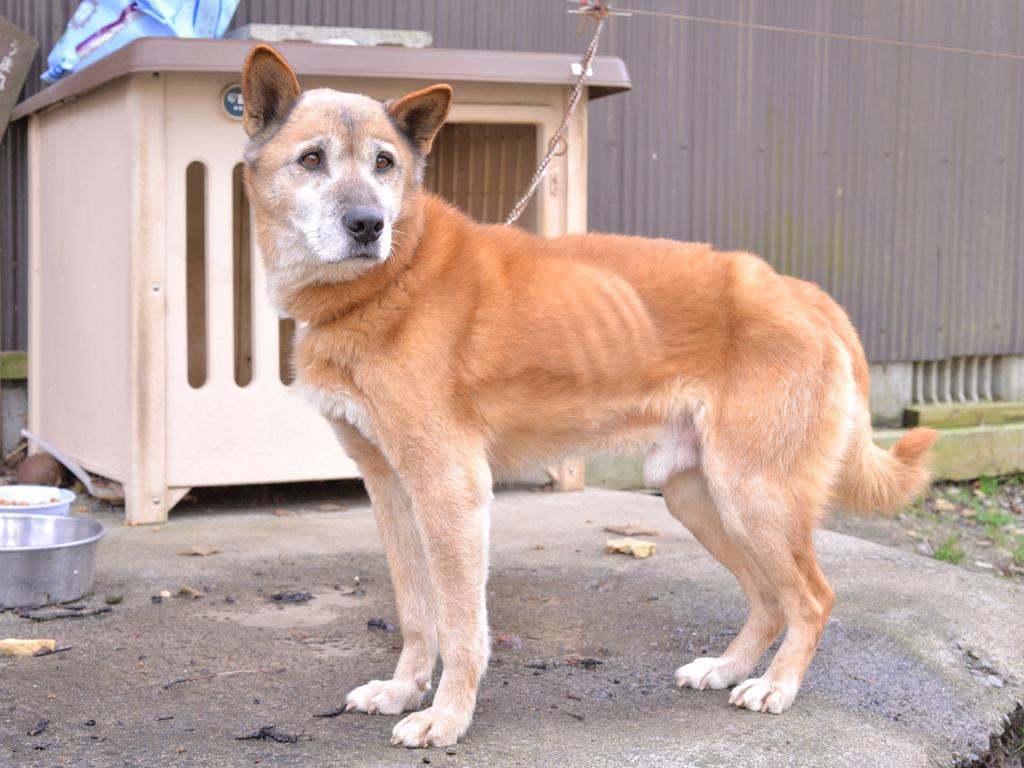 Minshuku Mizuwake Kokonoe Exterior foto